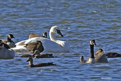 Cygne trompette.jpg
