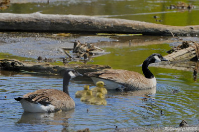 Famille Bernaches.jpg