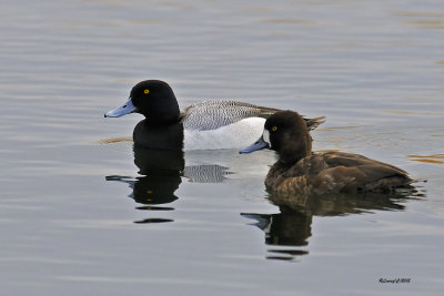 Couple de fuligules milouinan.jpg