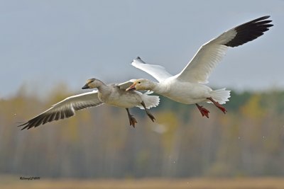 Oies des neiges.jpg