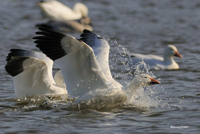 Oies des neiges.jpg