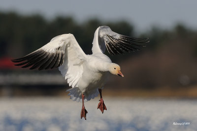 Oie des neiges.jpg