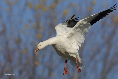 Oie des neiges.jpg