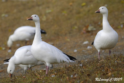 Oies des neiges.jpg