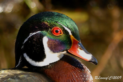 Portrait Canard Branchu.jpg