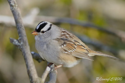 Bruant  couronne blanche.jpg