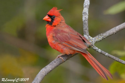 Cardinal mâle.jpg