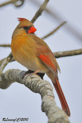 Cardinal femelle.jpg