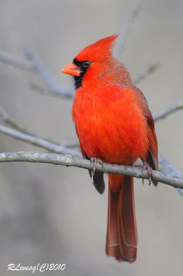 Cardinal mâle.jpg