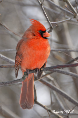 Cardinal mâle.jpg