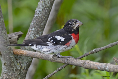 Cardinal à poitrine rose mâle immature.jpg