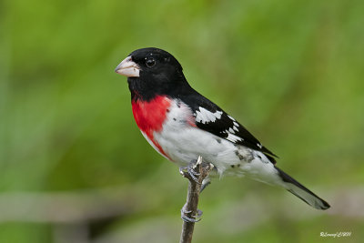 Cardinal à poitrine rose mâle.jpg