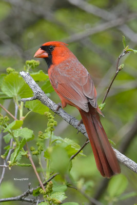 Cardinal mâle.jpg
