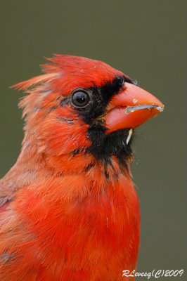 Portrait Cardinal mâle.jpg