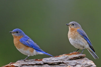 Couple de merles bleu de l'est.jpg