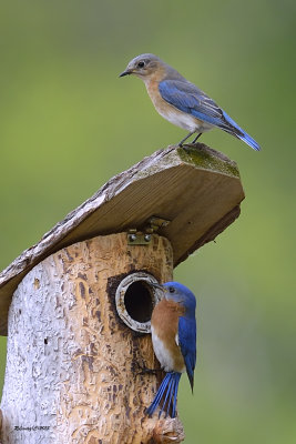 Couple de merles bleu de l'est au nichoir.jpg
