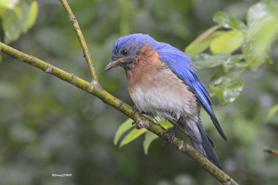Merle bleu de l'est mle.jpg