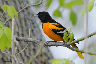 Oriole de Baltimore.jpg