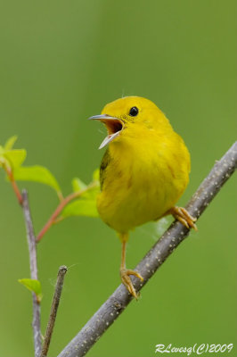 Paruline jaune.jpg