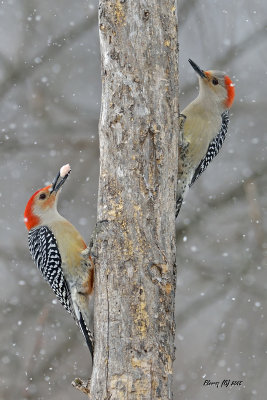 Couple de Pic à ventre roux.jpg