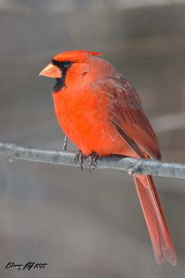 Cardinal mâle.jpg