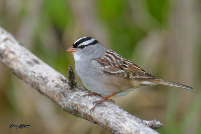 Bruant  couronne blanche.jpg