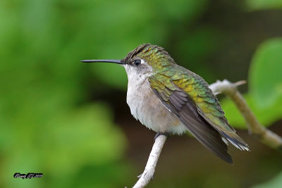Colibri femelle.jpg