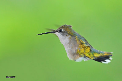 Colibri femelle.jpg