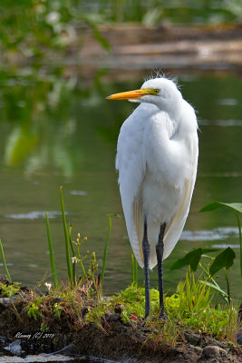 Grande aigrette.jpg