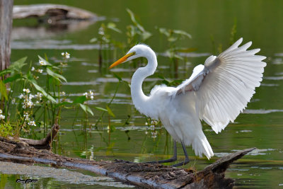 Grande Aigrette.jpg