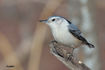 Sittelle  poitrine blanche.jpg