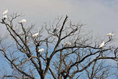 Arbre aux aigrettes.jpg