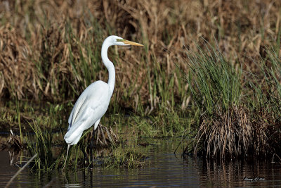 Grande aigrette.jpg