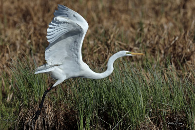 Grande aigrette.jpg