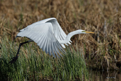 Grande aigrette.jpg
