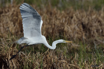 Grande aigrette.jpg