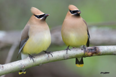 Couple jaseurs d'Amrique.jpg