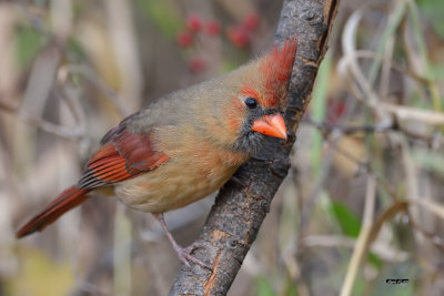 Cardinal mâle immature.jpg
