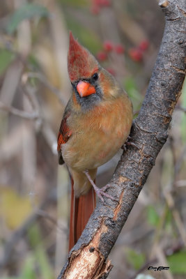 Cardinal mâle immature.jpg