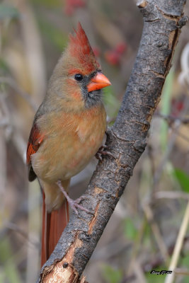Cardinal mâle immature.jpg
