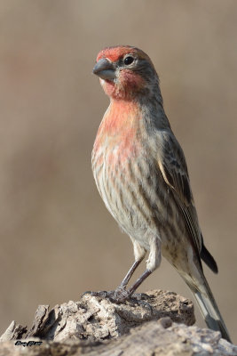 Roselin familier.jpg
