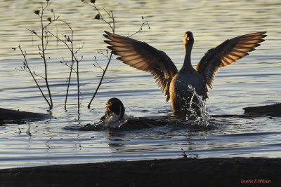 Pintails at Sunset Colusa Wildlife Refuge