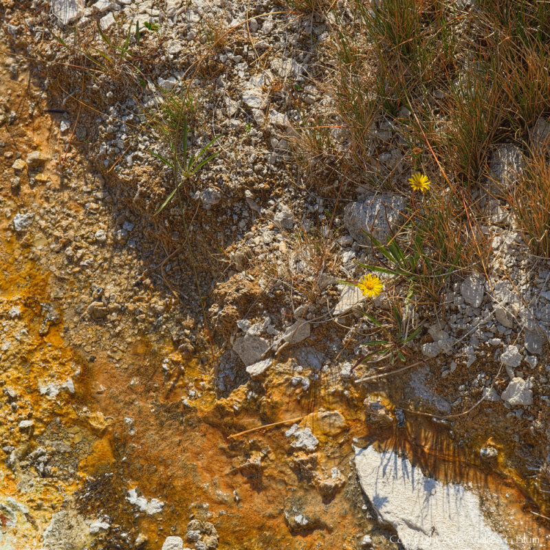 Flowers Bloom near Runoff