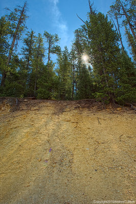 Artist's Point :: Aperture Star in Lodgepole Pines