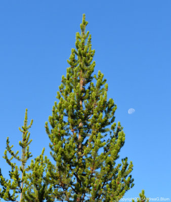 Lodgepole Pine & the Moon