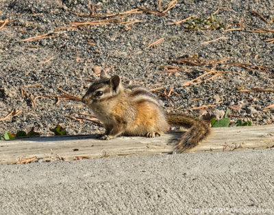 Looking for a Snack