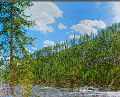 Firehole River through the Bus Window