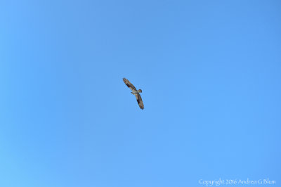 Gallery:  Birds at Old Faithful (7)