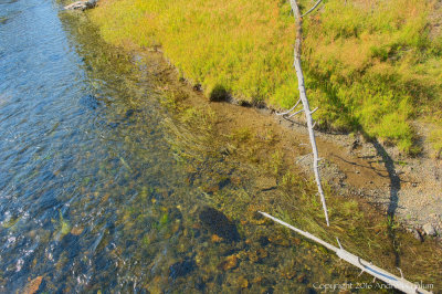 Firehold River with Sintered Tree Branches