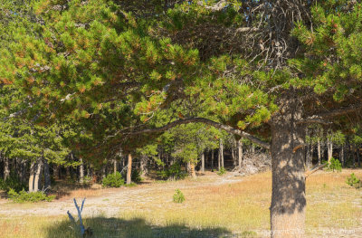 Mountain Bluebird in Tree 1